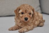 Mini poodle