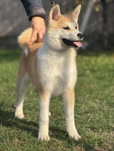 Japanska akita štenad na prodaju