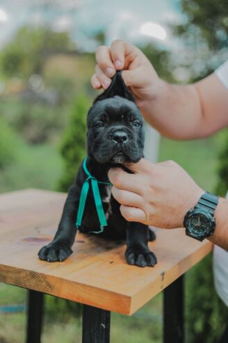 Cane Corso štenci