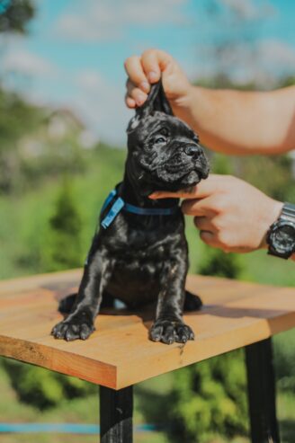 Cane Corso štenci