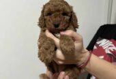 Mini poodle