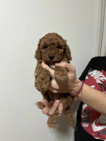 Mini poodle