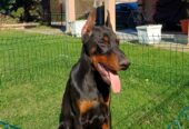 Na prodaju štenci Dobermana starosti 4 meseca, spremni za novi dom