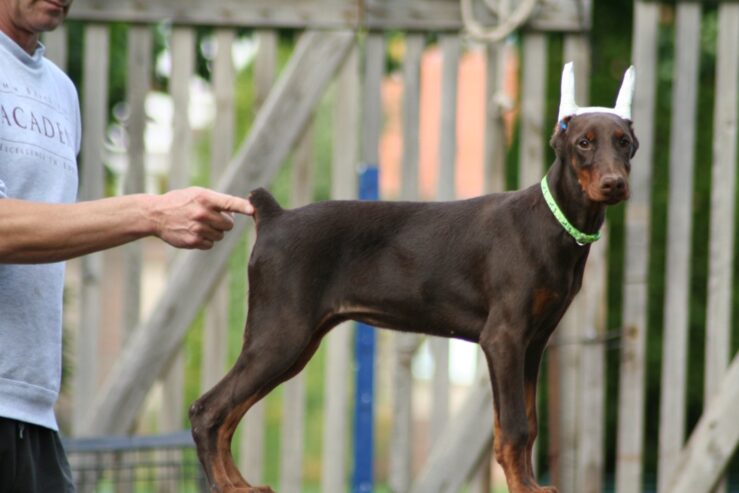 Na prodaju štenci Dobermana starosti 4 meseca, spremni za novi dom