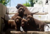 Labrador Retriver štenci