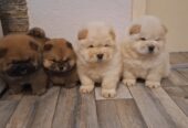 chow chow