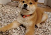 Shiba inu stenci povoljno