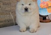 chow chow