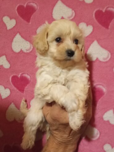 MALTIPOO stenad