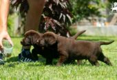 Labrador Retriver štenci