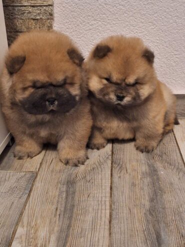 chow chow