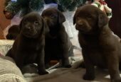 Čokoladni i crni štenci Labrador Retrievera