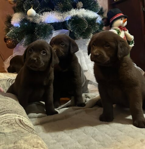 Čokoladni i crni štenci Labrador Retrievera