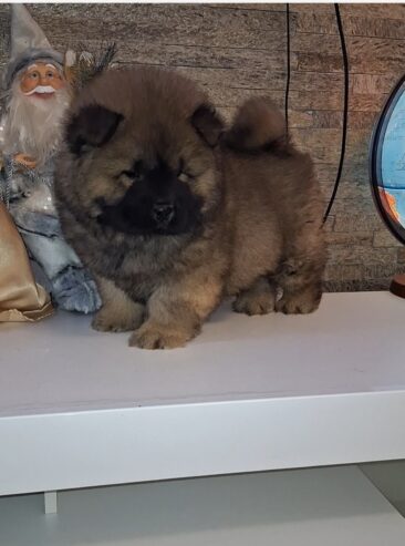 chow chow