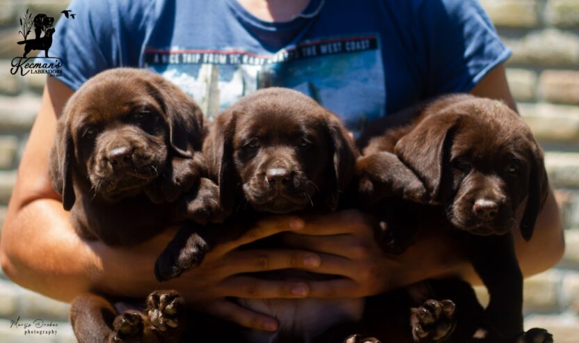 Labrador Retriver štenci