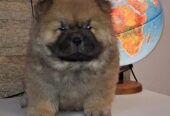 chow chow