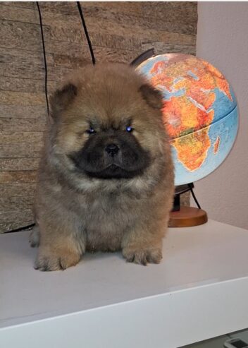 chow chow