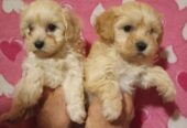 MALTIPOO stenad