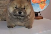 chow chow