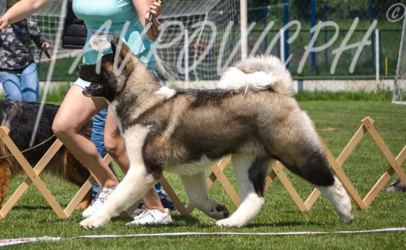 Naziv oglasa Americka akita stenci