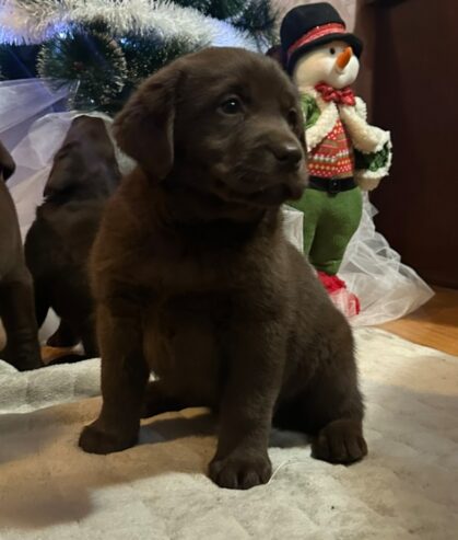 Čokoladni i crni štenci Labrador Retrievera