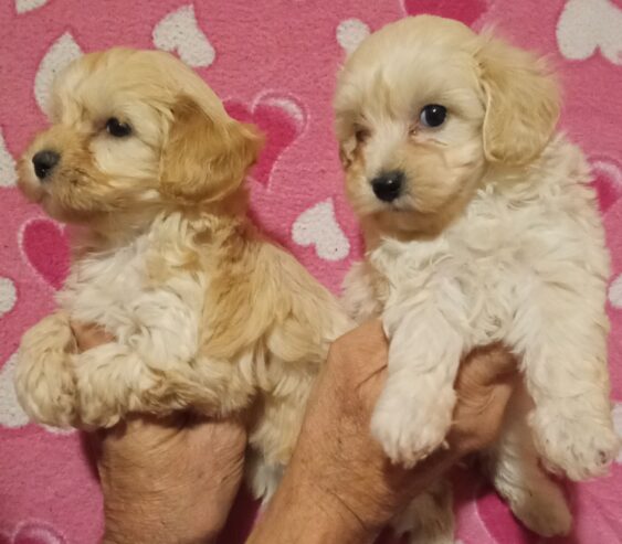 MALTIPOO stenad